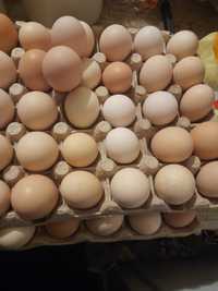 Ouă incubat ,găini rasă mixtă