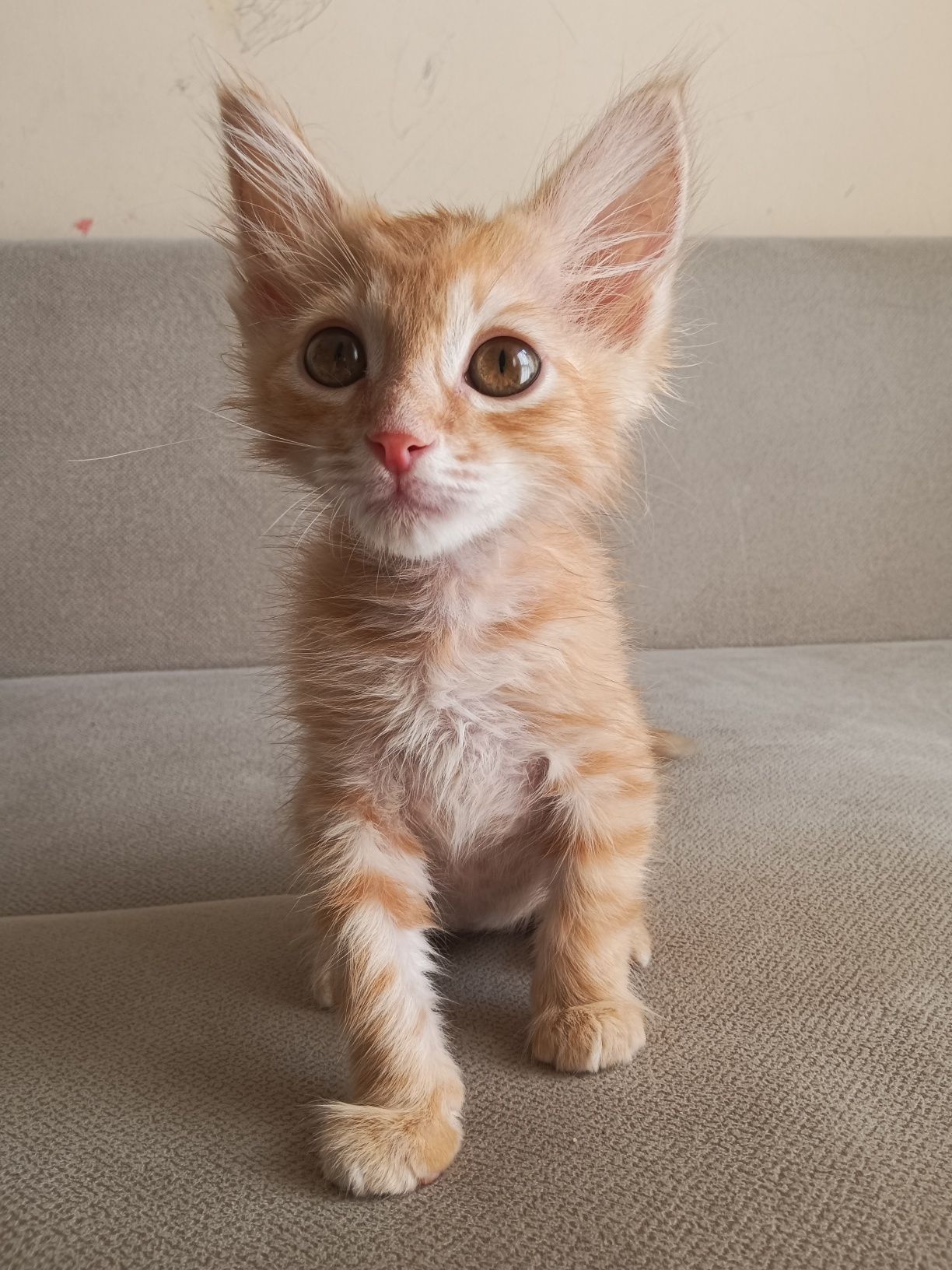 Срочно отдам котенка
