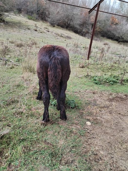 Mânzi de 5 luni și unu de un an