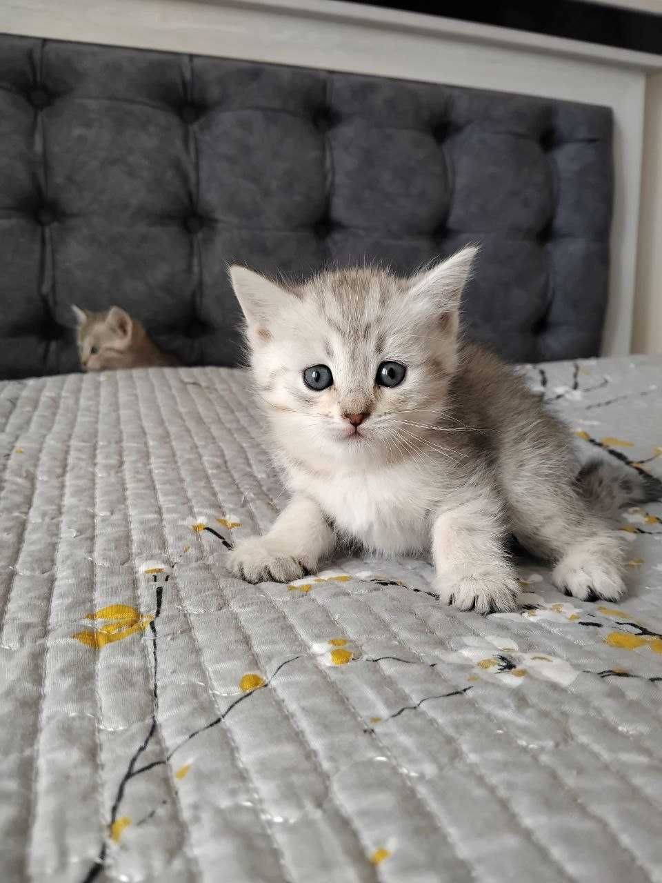 Продаётся породистые котят