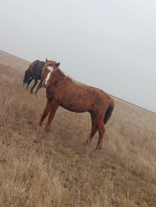 Продам полтарашка