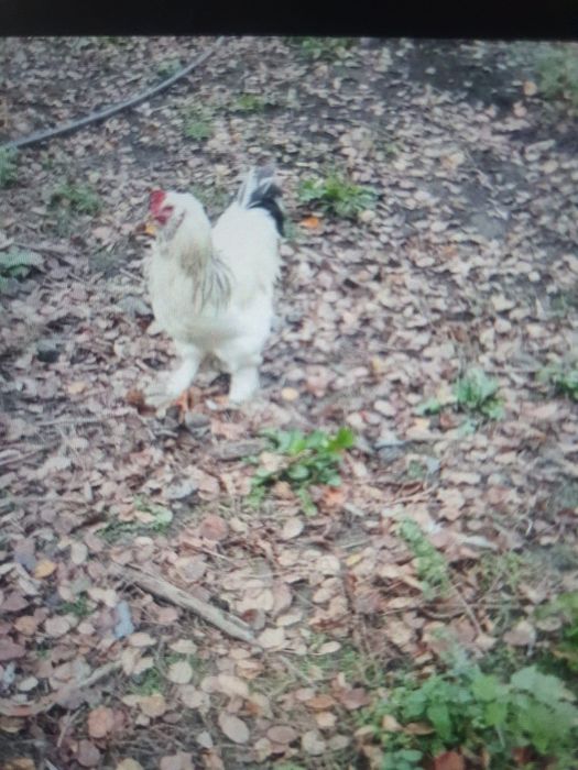 Vând cocosi de casă