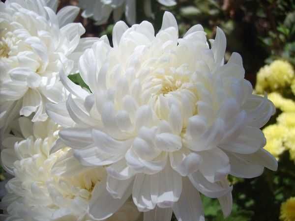 Индивидуални уроци по Математика Пловдив