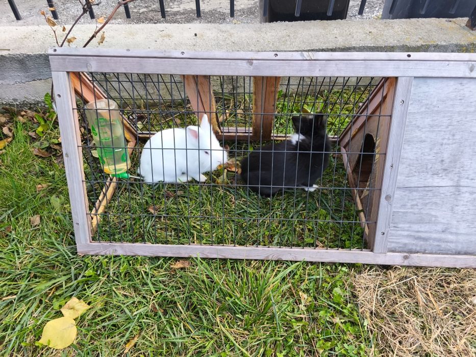 Vand iepuri cap de leu pitic