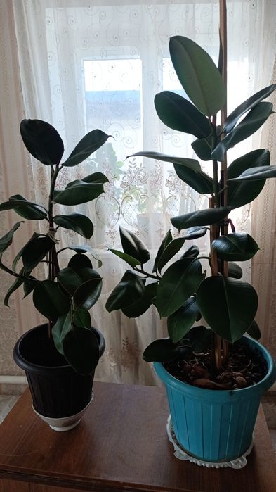 Фикус по 5000 тг и по 8000 тг