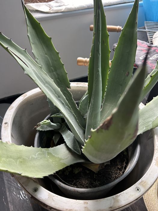 АГАВЕ голямо , със издънки