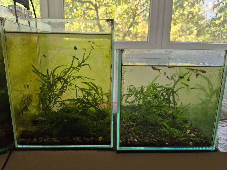 Acvariu plante pesti