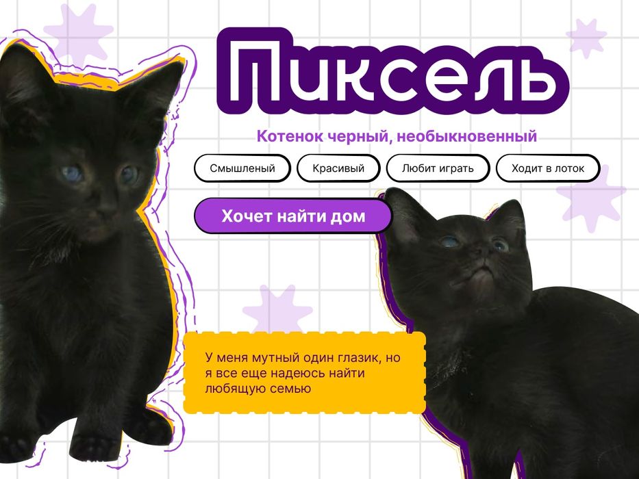 СРОЧНО, котенок ищет дом