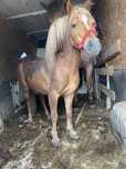 Vand ponei castrat