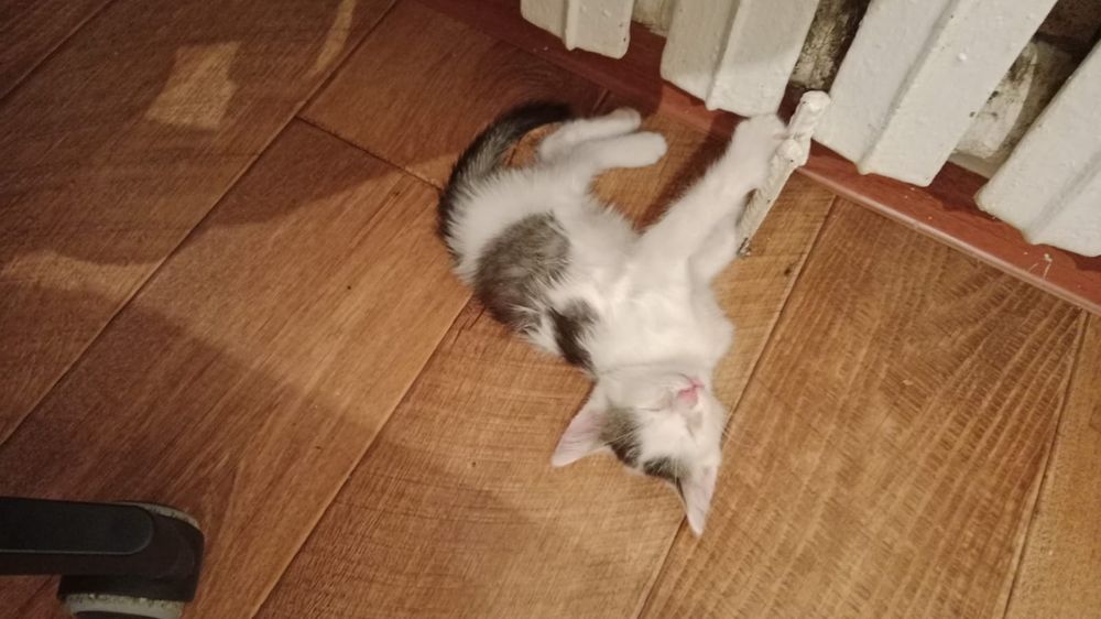 Отдаем котят(2 кошки и 1 кот)