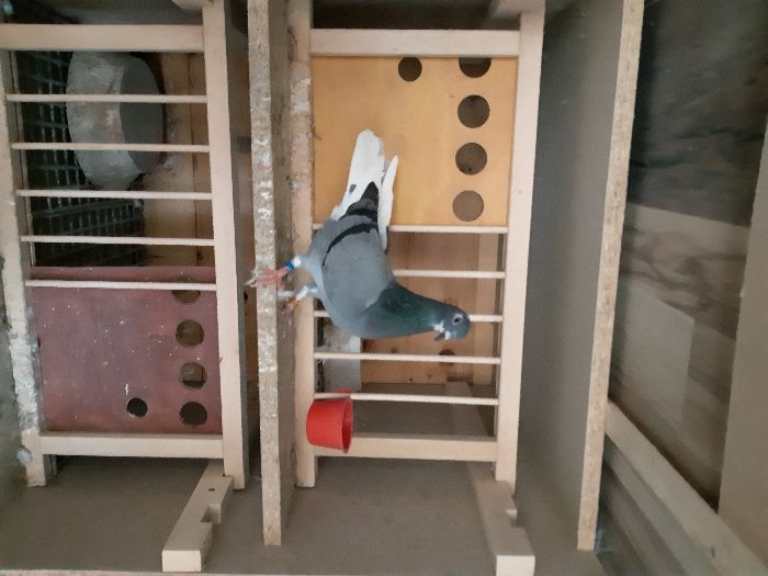 Vand tippler englez - femele, masculi sau pereche.