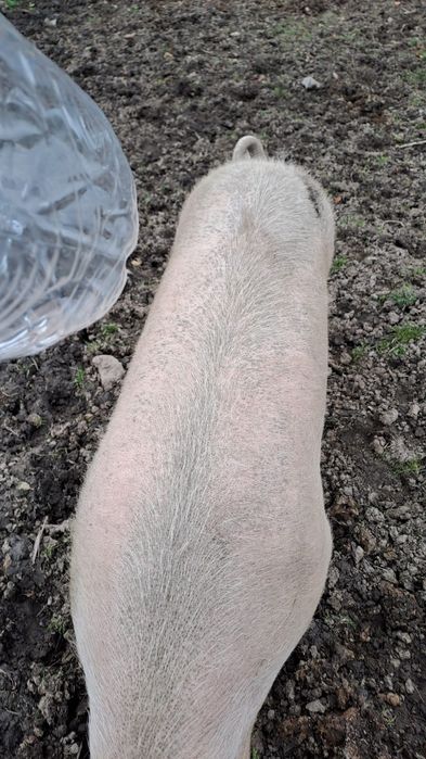 Lemne de tăiat de craciun