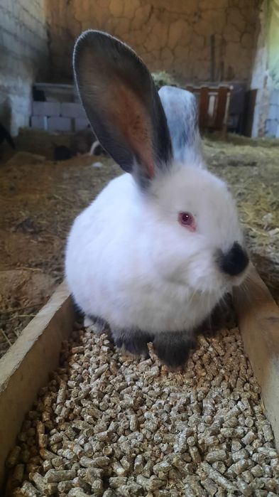 Кролики-Бараны на Продажу. Здоровые, привитые, от проверенных родителе