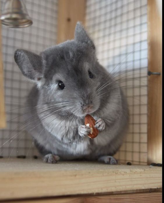 Pui de cincila chinchilla chinchila sinsila