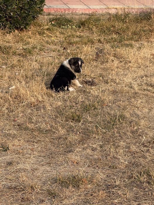 Отдам в хорошие руки