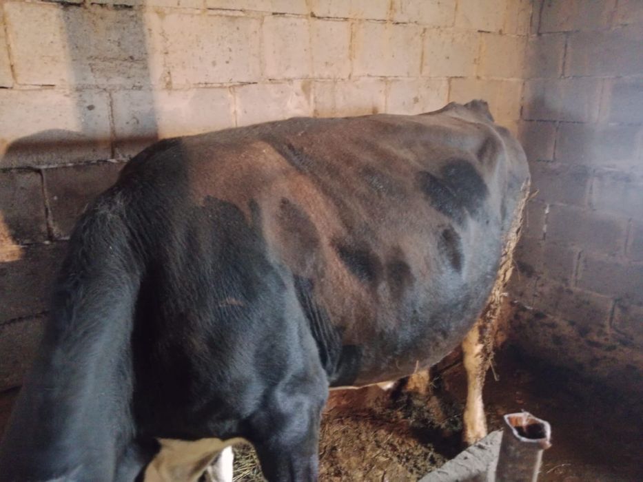 Продам корову…….