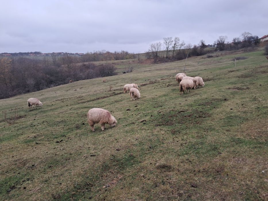 Oii țurcane 18 bucati