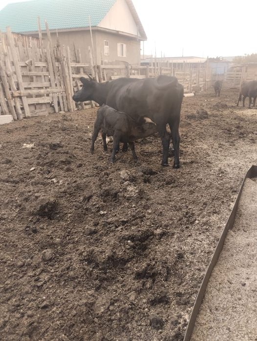 Продам корову с теленком