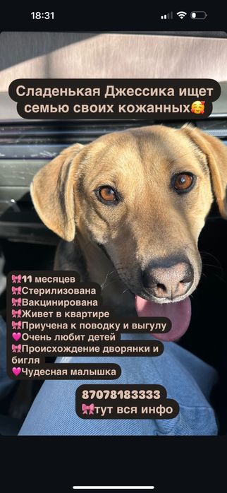 Найдена собака район Ремизовка, жк Сакура