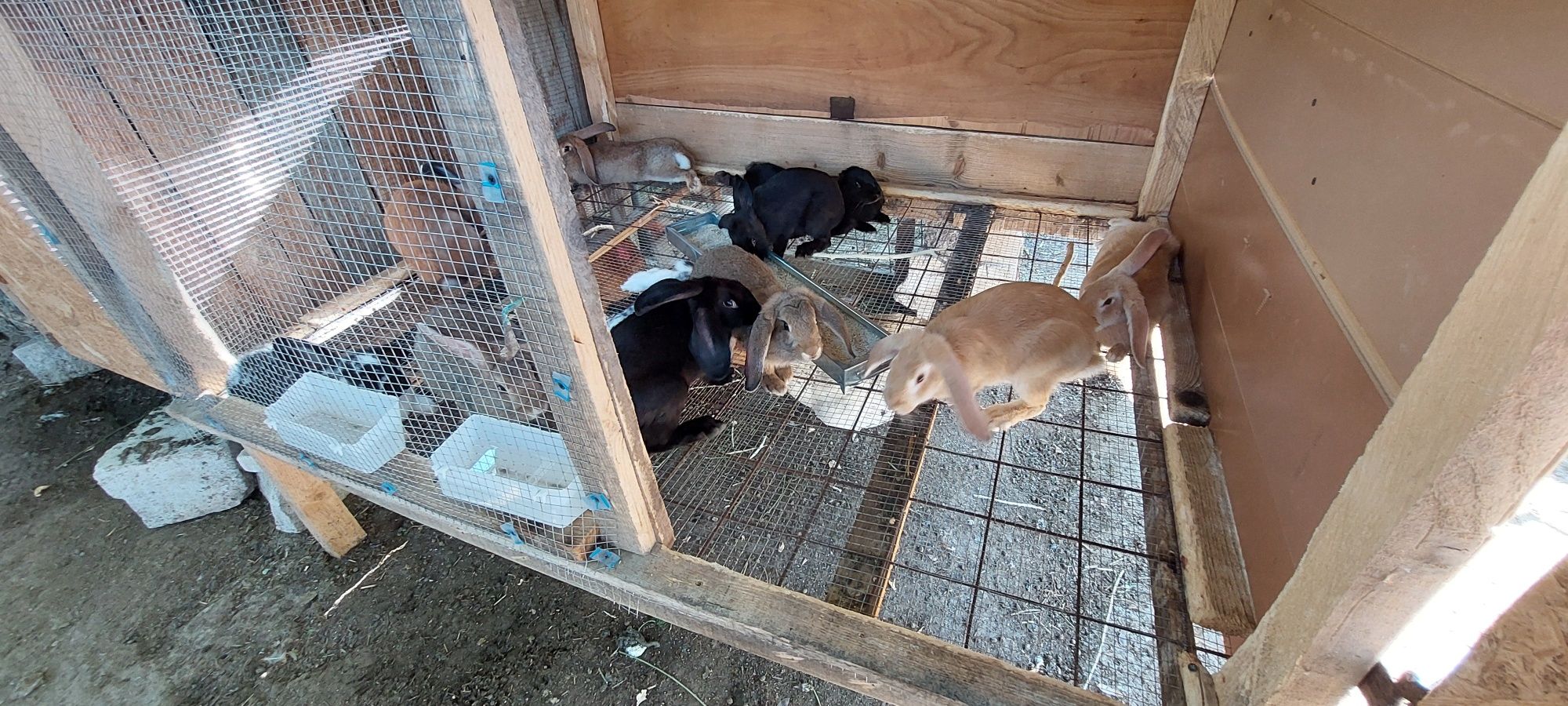 Iepuri și Pasari