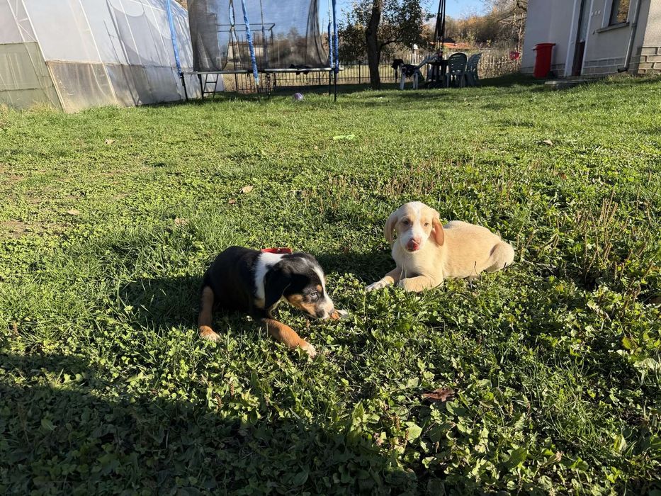 Ловни кучета малки.