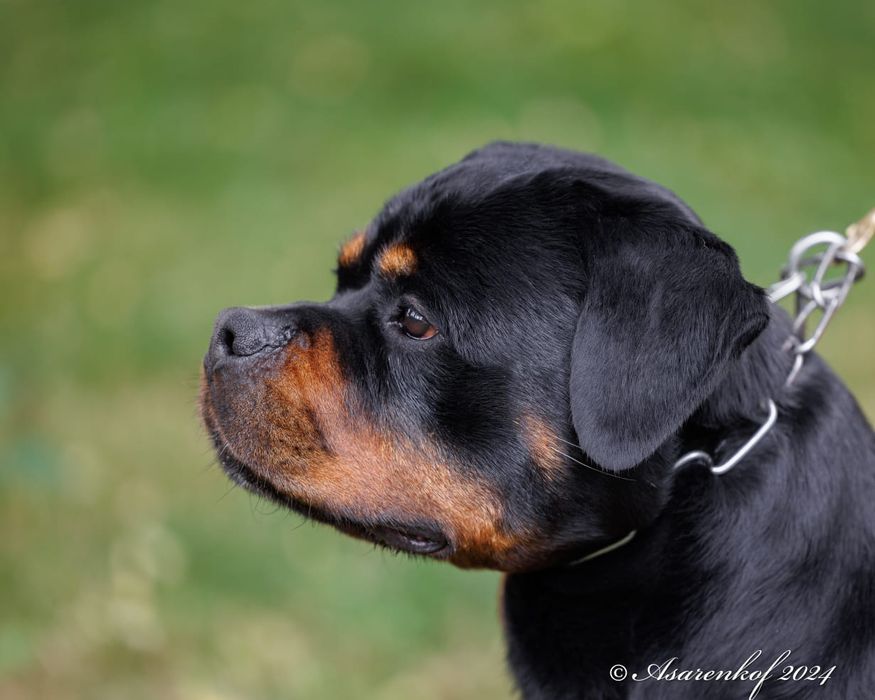 Кобель ротвейлера доступен для вязок