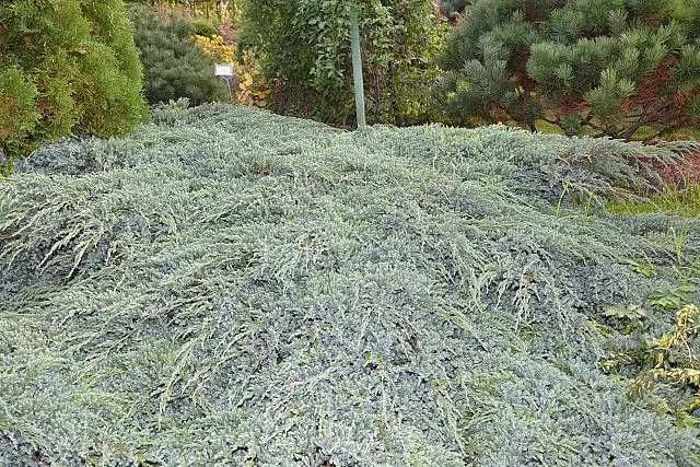 Ienupar tarator cu frunza verde -galben ienupar tarator blue carpet