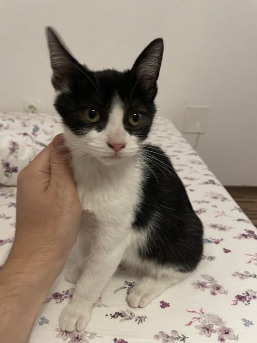 Pui de pisica adoptie