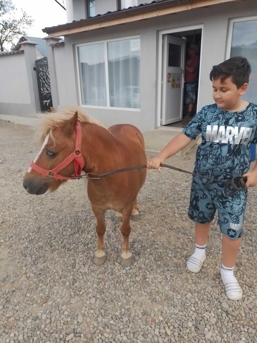 Vând ponei de 5 ani cuminte