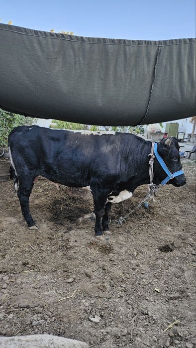 O'kizla sotiladi dish bizgan ikkisiyam