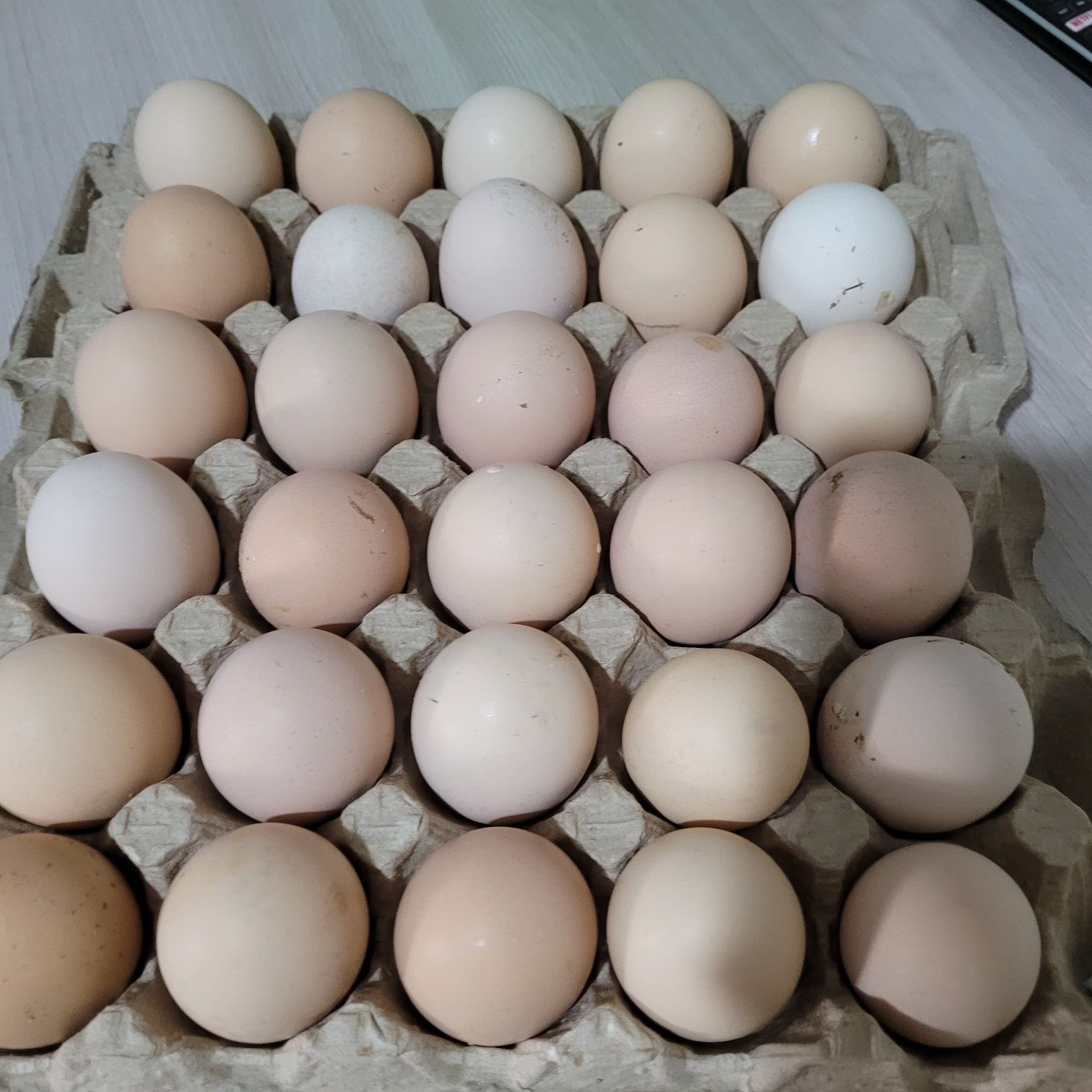 Домашние пищевые яйца