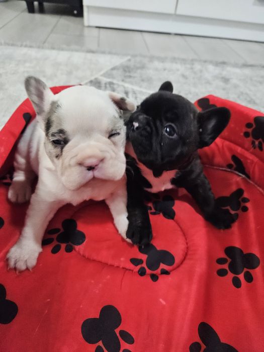 Френски булдог ,