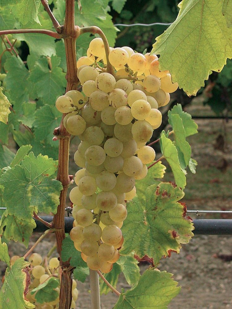 Struguri pentru vin productie 2025 Transport la domiciliu