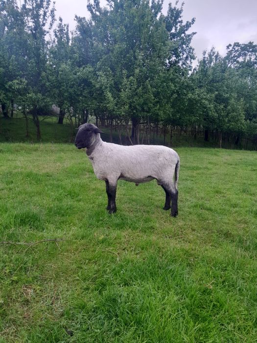 Vând berbec . In toamnă montează prima dată. Preț 1500