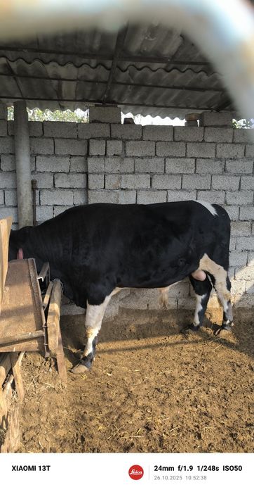 Бука сотилади Йоши 1.5