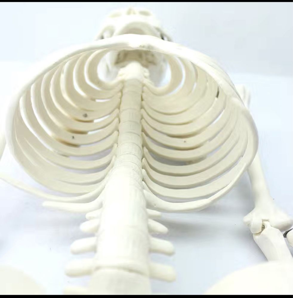Анатомическая модель "Скелет человека на подставке" (85 см)