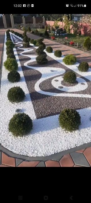 Vând plante ornamentale