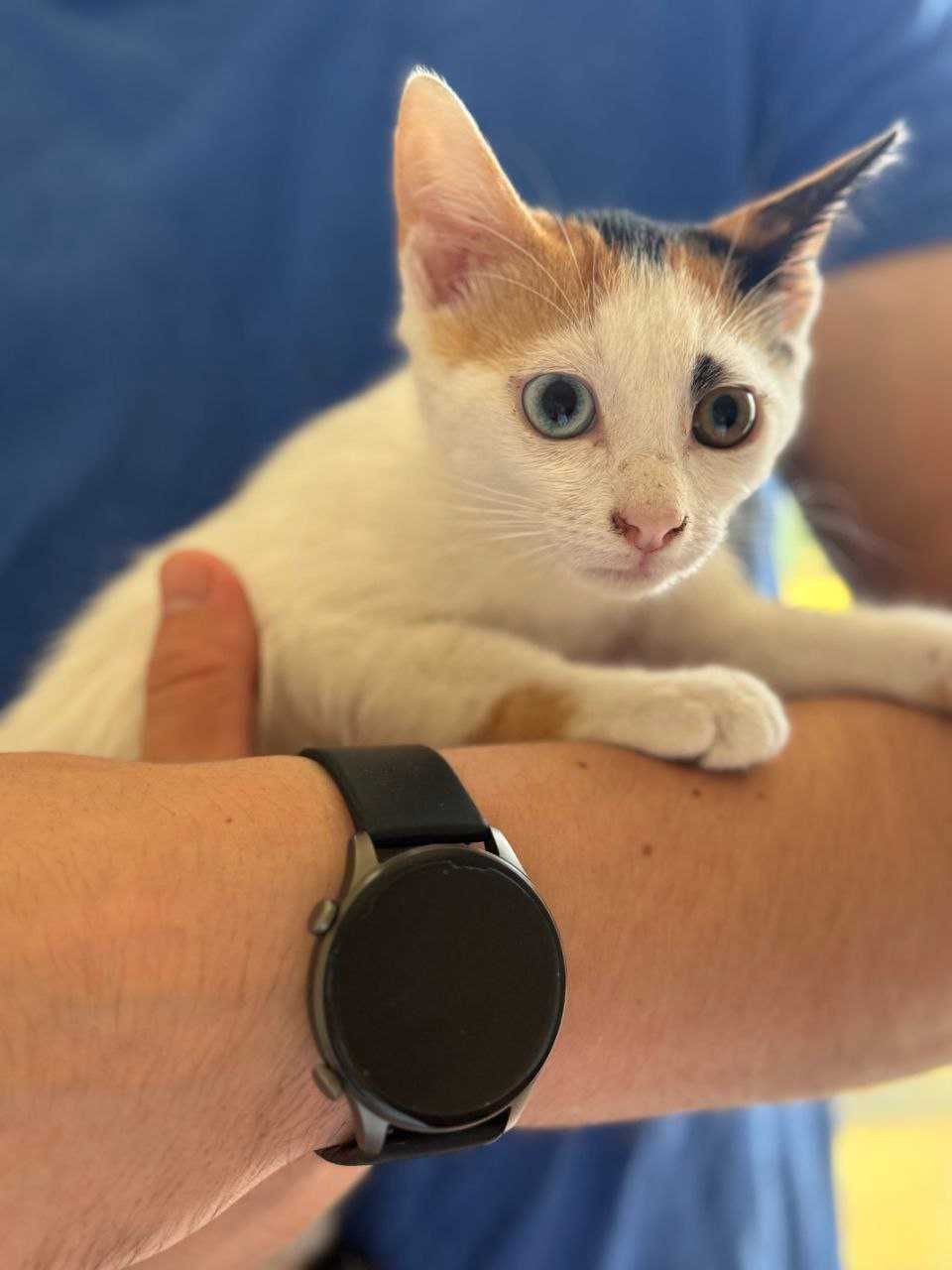 Две мили котенца си търсят дом