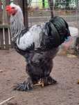 Brahma herminat inchis