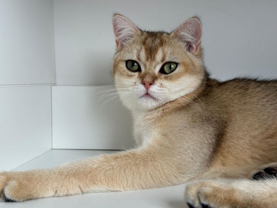 Baietel british shorthair golden chinchilla !!