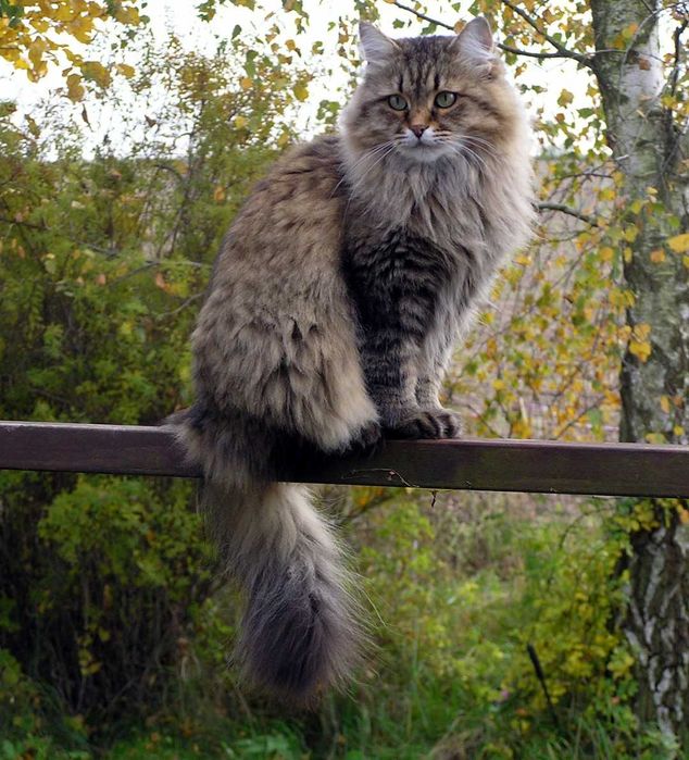 Подарявам Сибирска котка на 5години