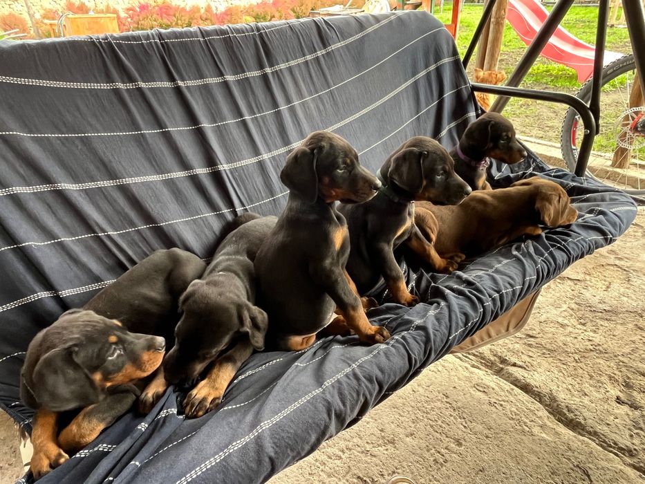 Малки Добермани.