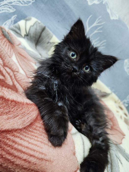 Котик и кошечка в добрые руки