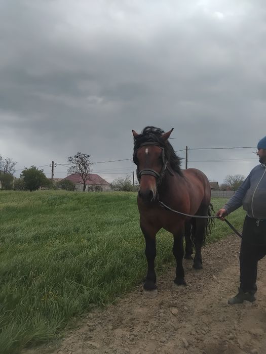 Vând iapă sura vîrta 3 ani gestantă