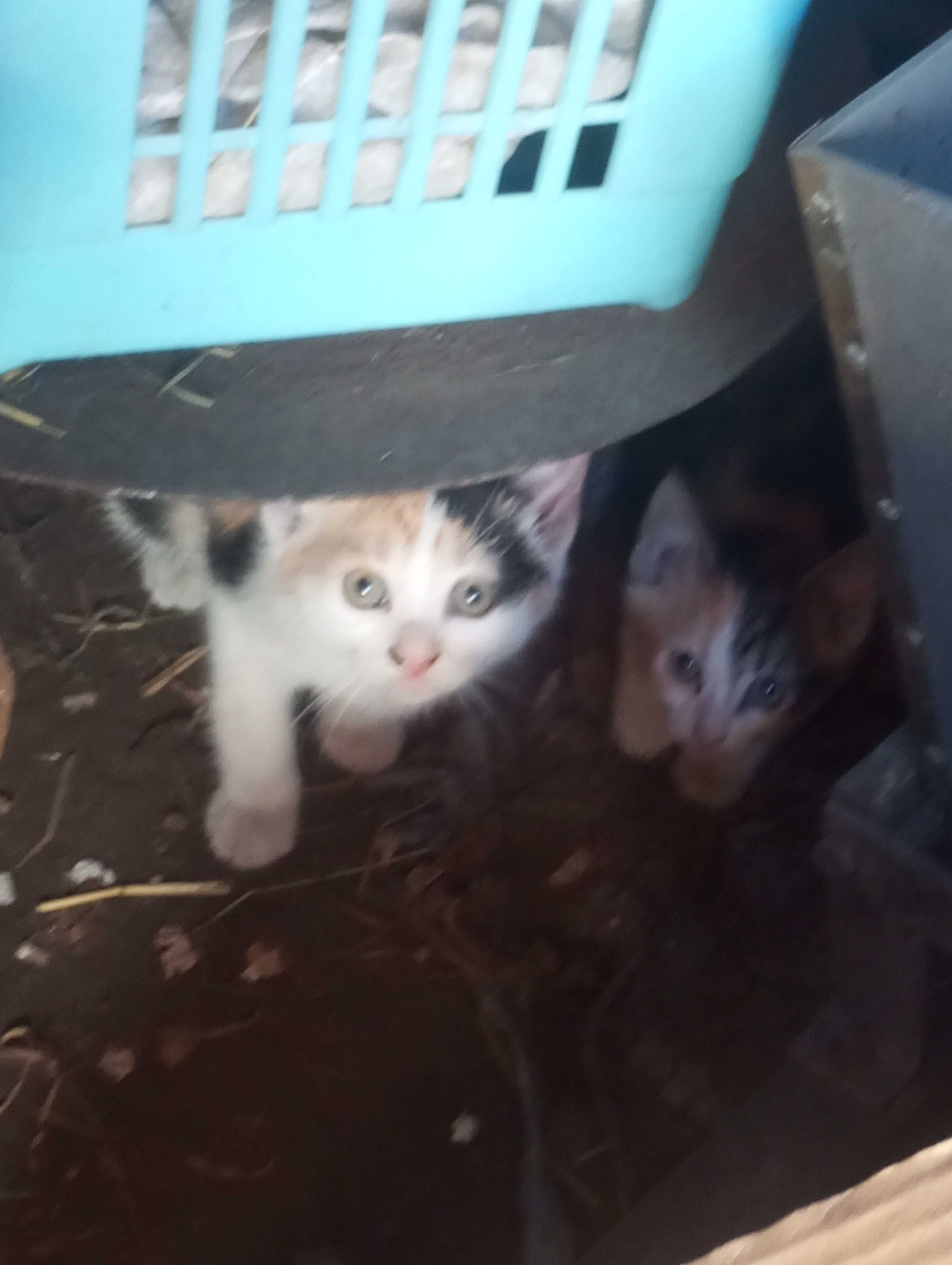 Dau in adopție 7 pisici din jona Clujului gratis