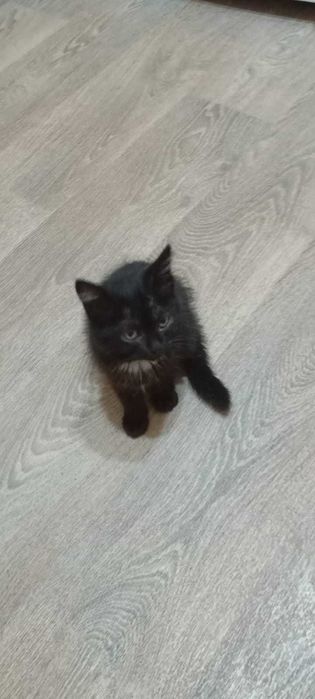 Мишель ищет любящих хозяев