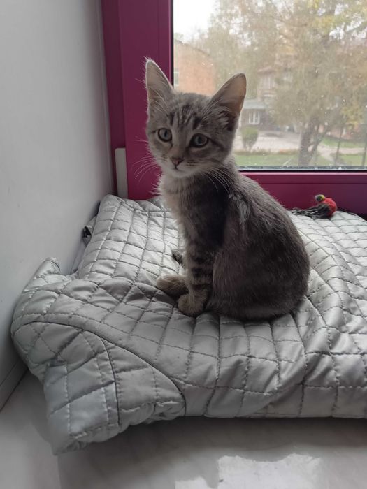 САНДРА -  котенок 1,5 мес.
