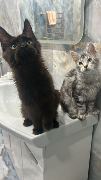 Котята мейн кун полидакты