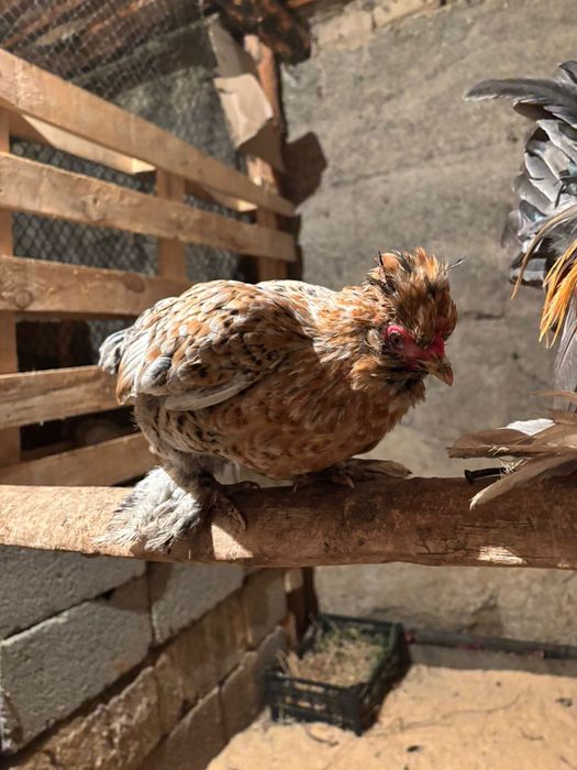 Японски таук кораз