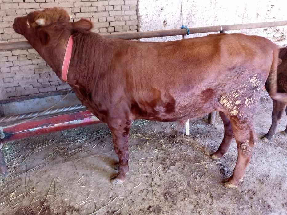 Йош гибрид укиз 27 дан